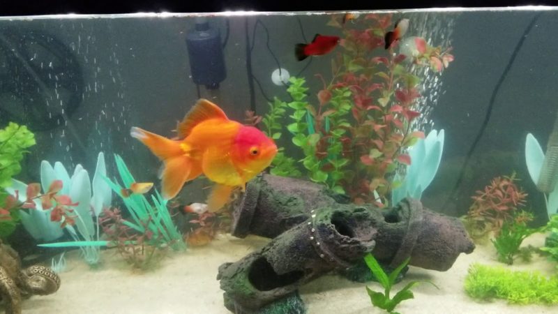 Goldfish and Platy require different tank size