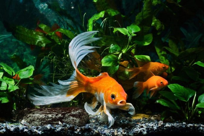 Goldfish and their mates
