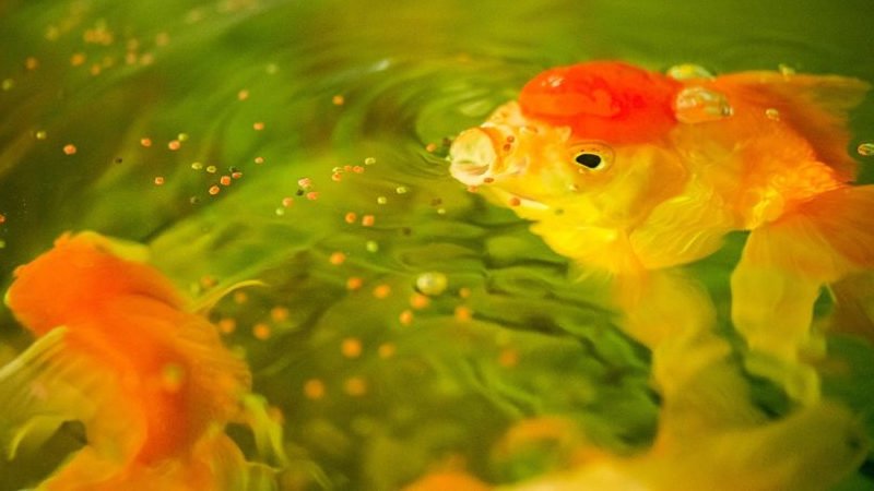 Goldfish can die from overeating