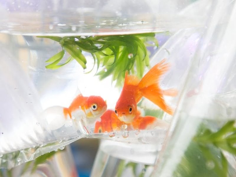 Goldfish can easily live without food
