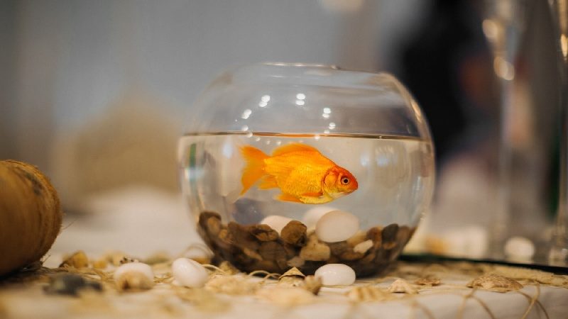 Goldfish can get bored in some ways
