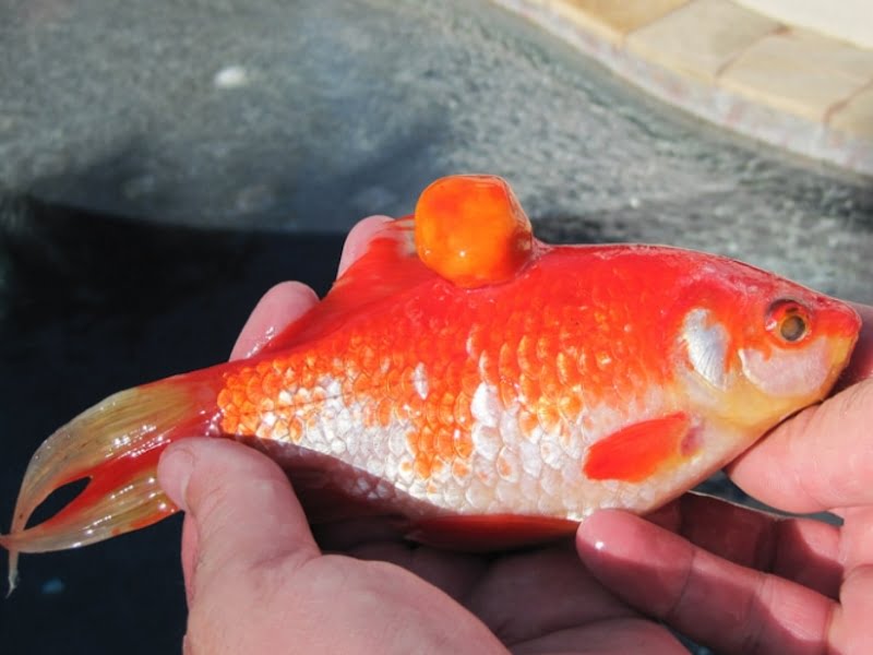 Goldfish can have diseases that you don't know