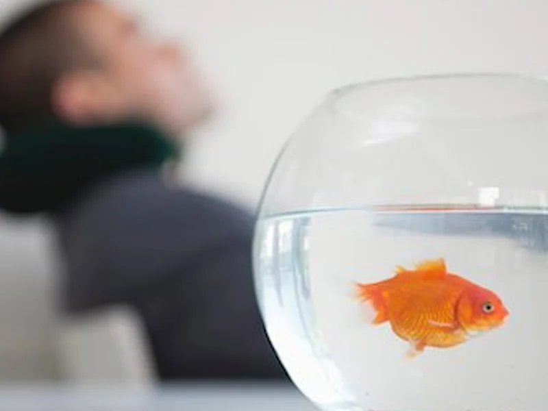 Goldfish can make you sick if you eat them