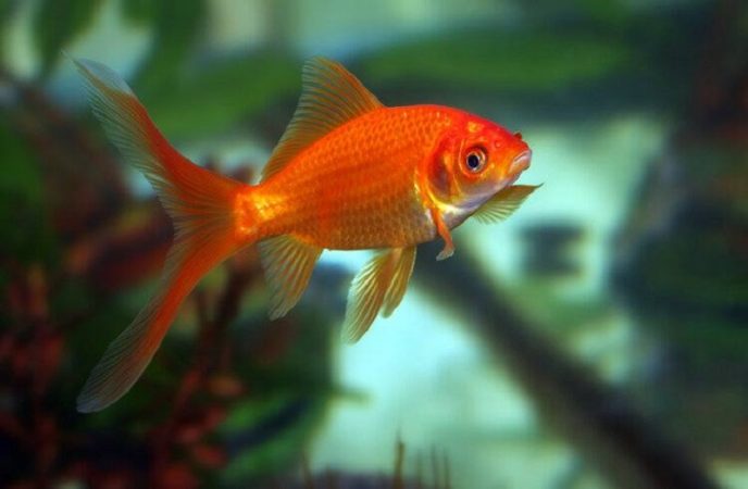 Goldfish cannot live in the ocean due to high salinity
