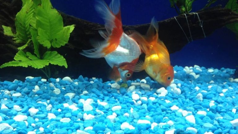 Top 7 Important Causes For Goldfish Fighting Aggressively