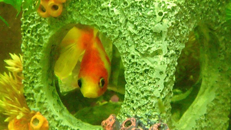 Goldfish hide when being ill