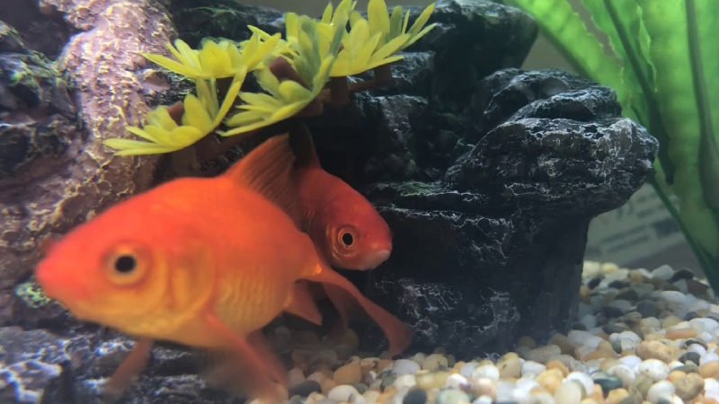 Goldfish hiding in a rock