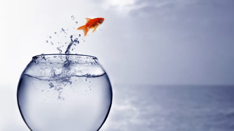 Top 3 Information Why The Goldfish Jumping Out Of The Tank