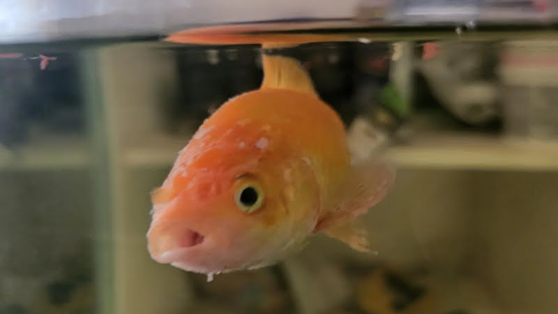 How Goldfish Liquid Nitrogen Survive? Learn From Best Explanation Nobody Knows