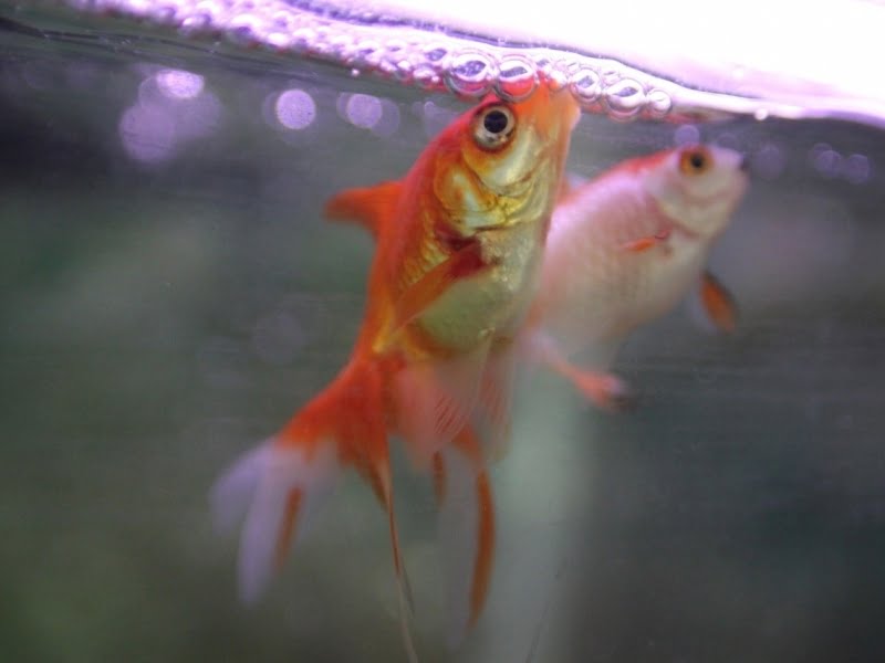 Goldfish need oxygen to survive
