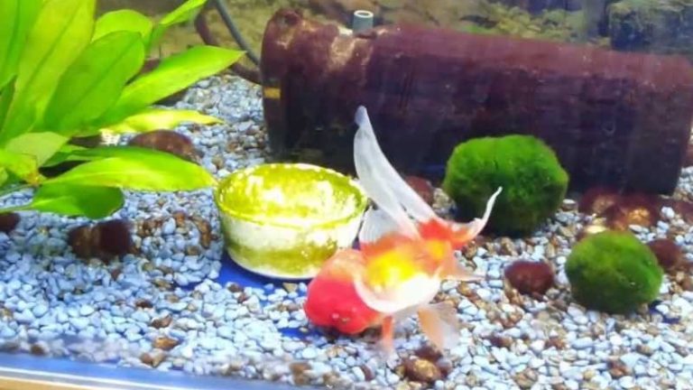 Goldfish Nitrate Poisoning: How To Avoid & 7 Cures (In Short And Long Term)