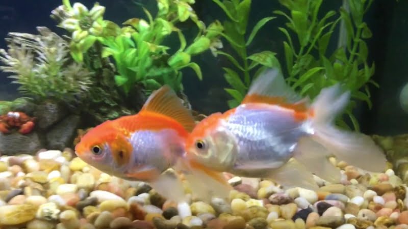 How To Know If Goldfish Are Playing Or Fighting