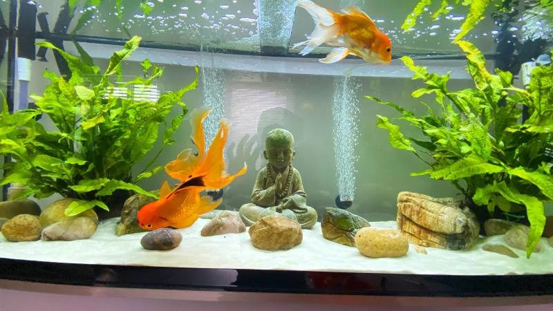 While Goldfish require cool water to survive, Cichlids are adapted to warm water