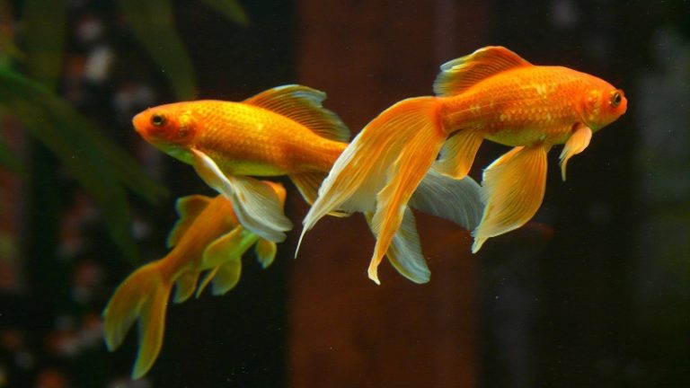 Top 5 Features That You May Not Know About The Goldfish Taste