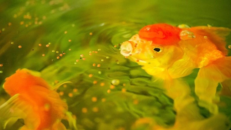 Goldfish tastes like flakes or mud