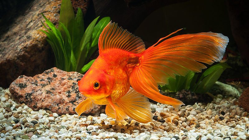 The only goldfish variety suitable for Axolotls is Fancy Goldfish
