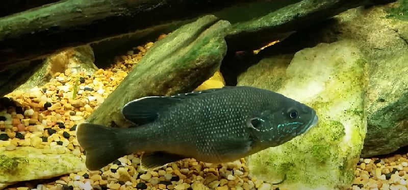 Green sun fish, an aquatic predator of northern plains killifish
