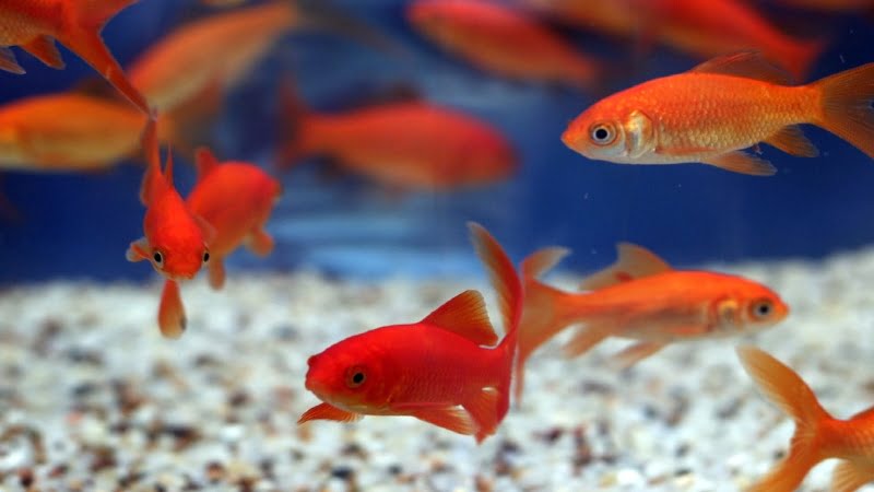 7 Myths And Facts About A Group Of Goldfish - Now You Know!