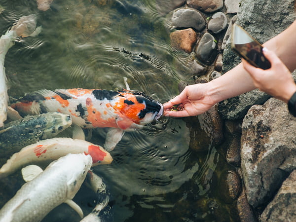 Hand-feeding koi fish