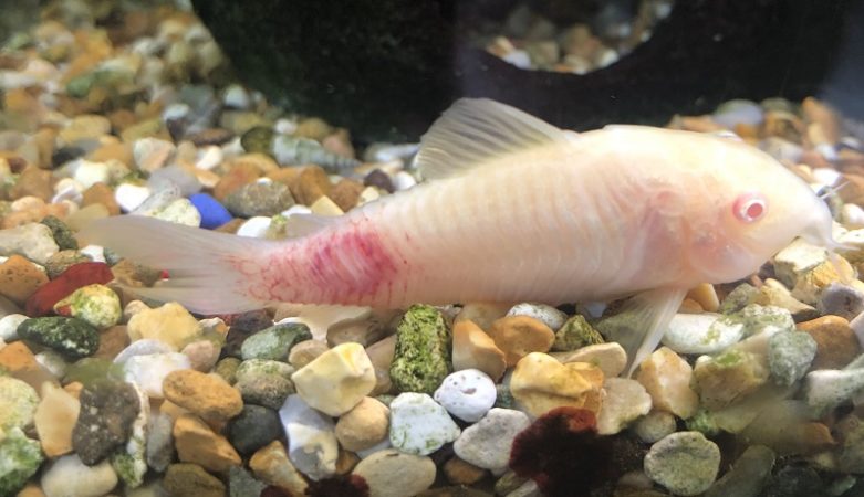 Hemorrhagic septicemia in cory catfish