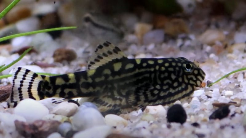 Hillstream loach