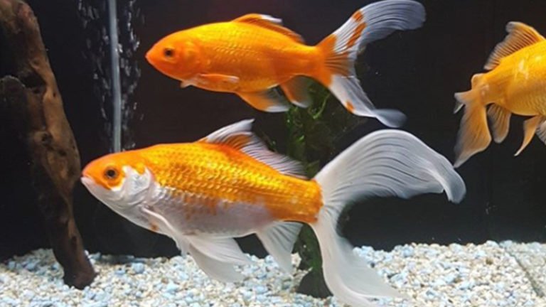 How Many Fantail Goldfish In A 30 Gallon Tank? Top 4 Information That You May Not Know