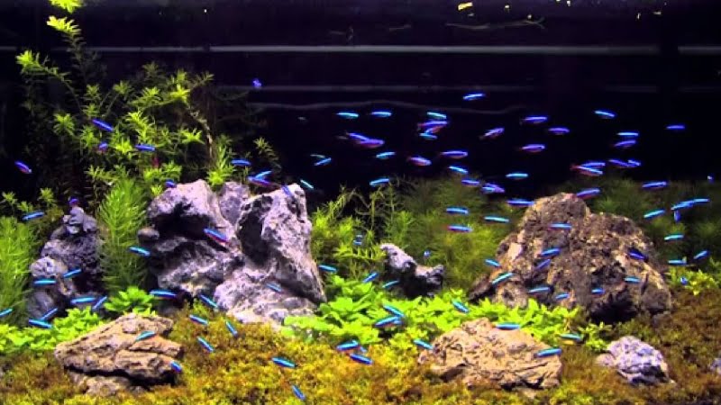 How Many Neon Tetras In A 10 Gallon Tank? | Aquarium Tip