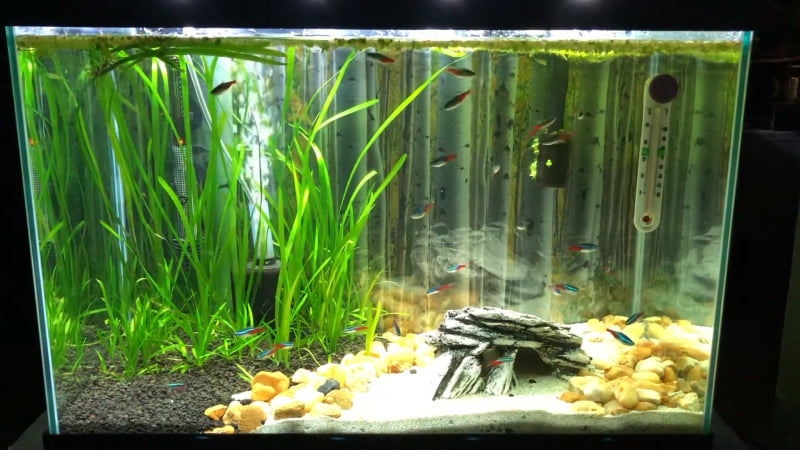 How Many Neon Tetras In A 20 Gallon Tank? (Rule Included)