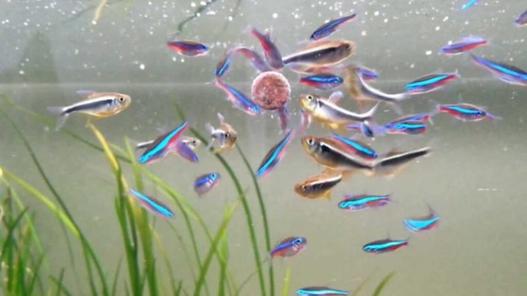 3 Straightforward Steps On How To Feed Neon Tetras Properly