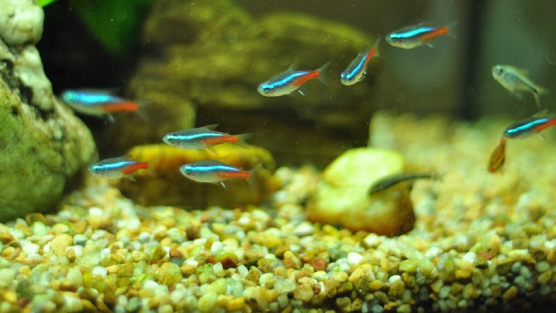 How To Feed Neon Tetras With Betta - The Ultimate Guide