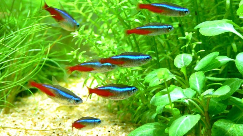 5 Profesionals' Tips On To How To Keep Neon Tetras Alive 