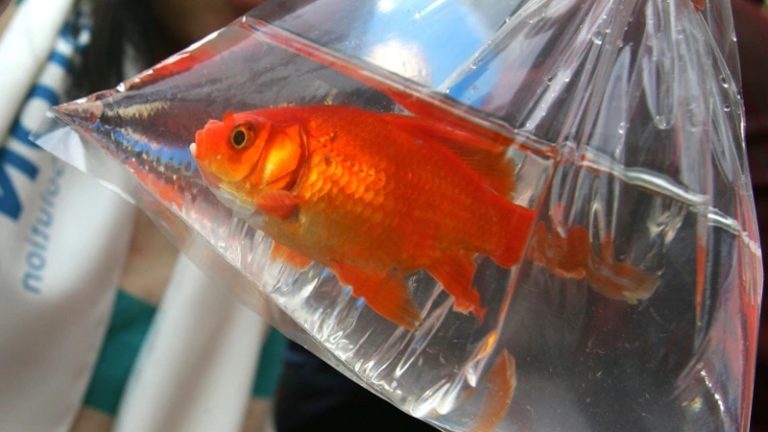 6 Tips To Show You How To Move Goldfish Across Country