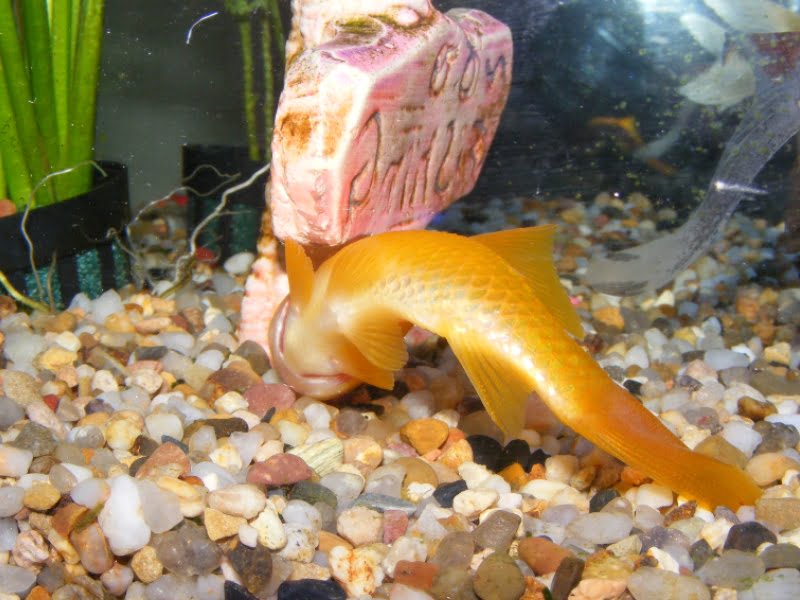 If goldfish nitrate poisoning happens, goldfish will die