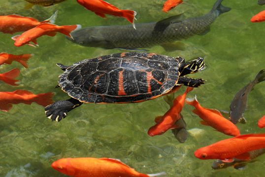 If you don't feed your turtle well, it will eat your koi fish