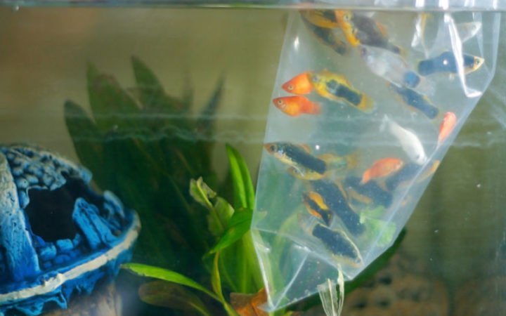Introducing goldfish to a new tank may cause them to hide