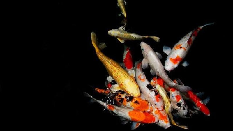 Is it illegal to eat koi fish in japan?