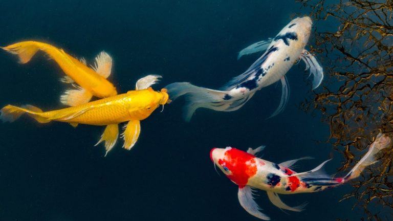 Is Koi Fish Lucky - 3 Facts About The Meaning Of Koi Fish