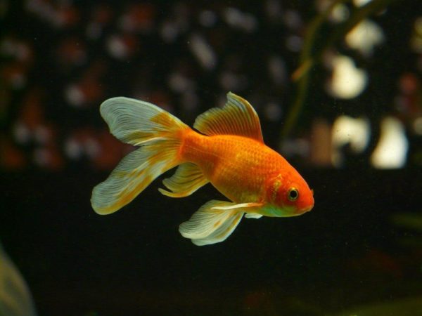 Is living alone going to make Goldfish depressed?