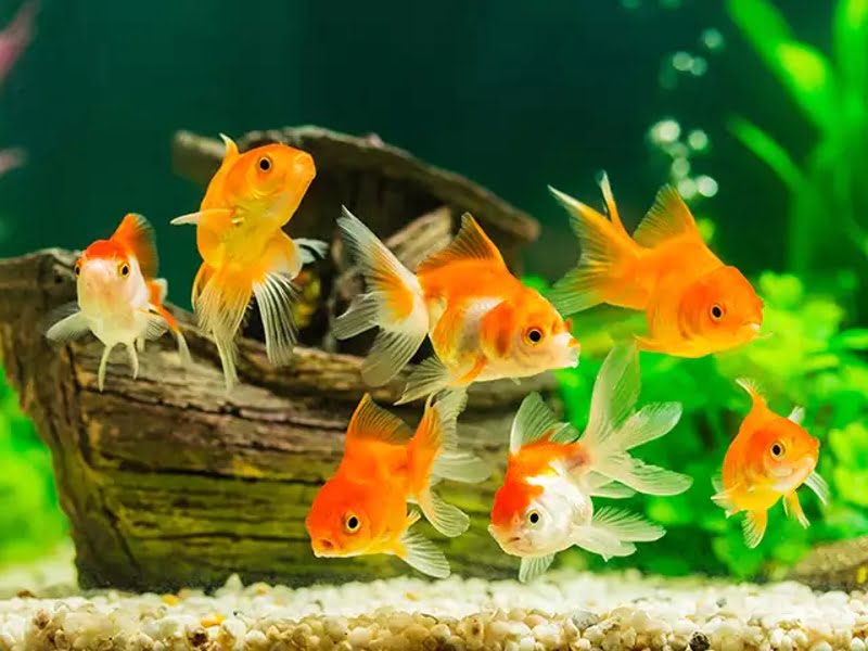 It is easy to take care of group of goldfish