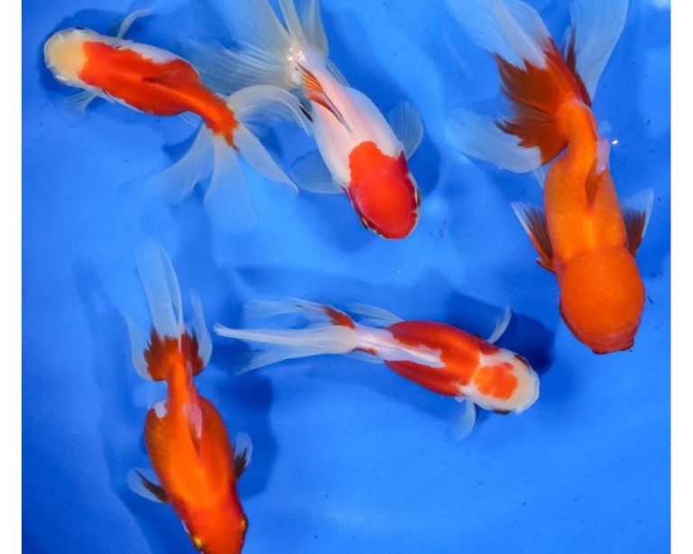 Pink Oranda Goldfish Top 7 Things That You Need To Know