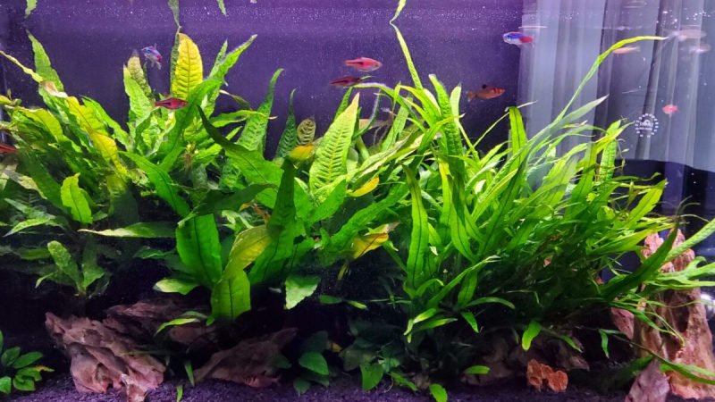 Java fern