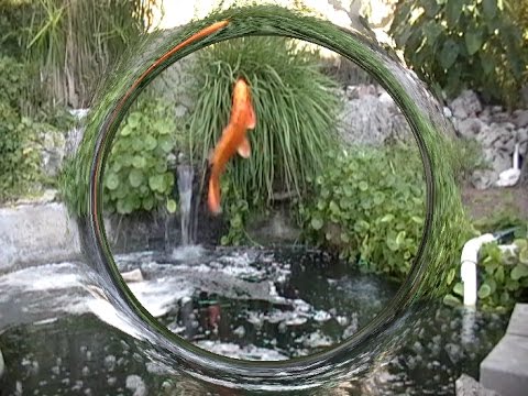 Jumping height of a koi fish