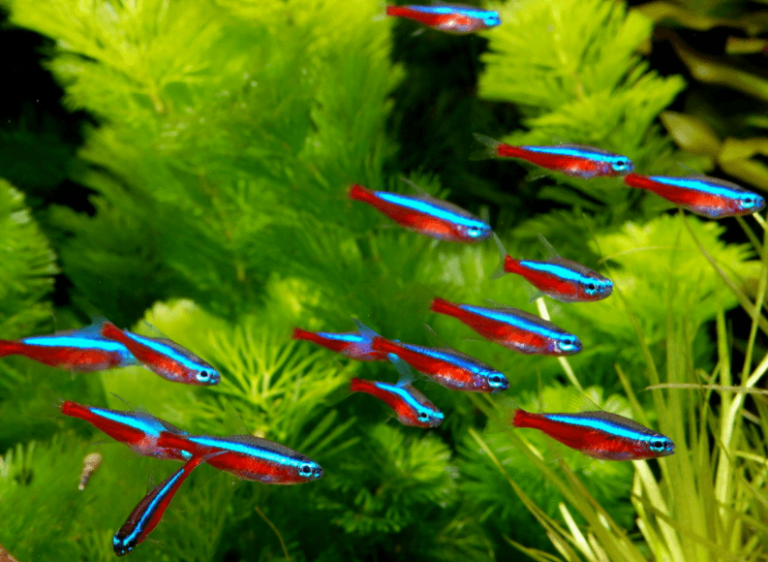 5 Profesionals' Tips On To How To Keep Neon Tetras Alive