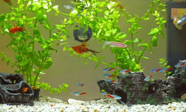 Keeping neon tetra tank clean to prevent mouth growth by neon tetra disease