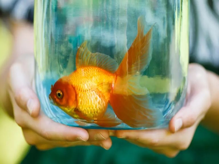 Why Do Goldfish Die So Fast? Here Are 7 Reasons Why!