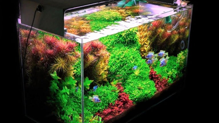 Hot To Get The Best Killifish Aquarium Setup: Complete Guide