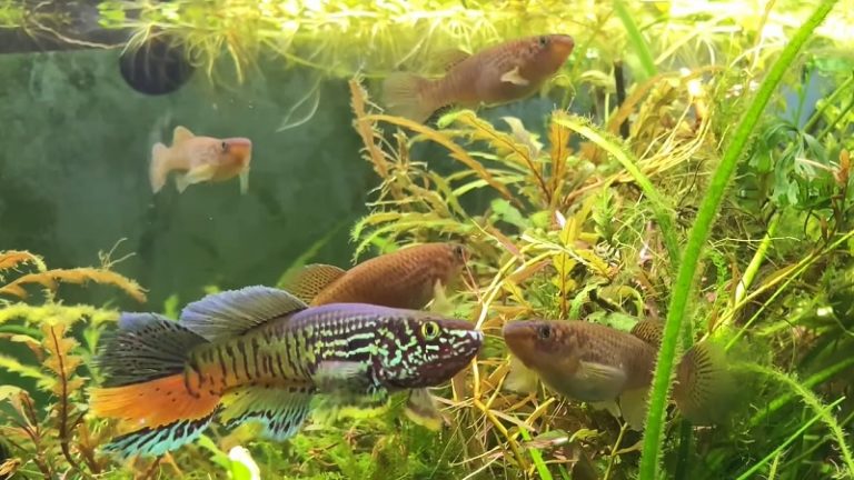 Important points on how to build a killifish community tank