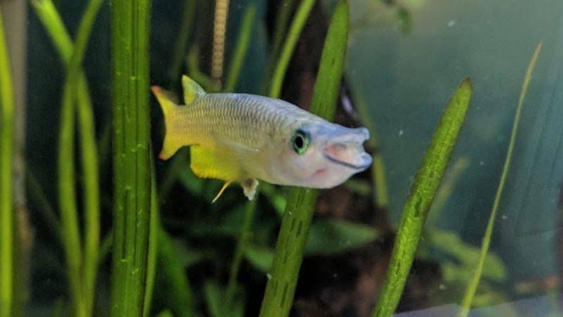 Killifish may eat shrimps if they are fit into their mouth
