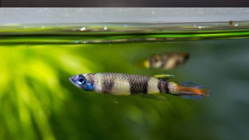 The killifish occupy the top half of the tank, so they should be kept with bottom-dwelling fish.