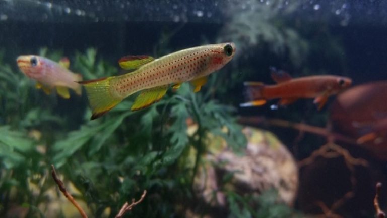 How To Understand A Comprehensive Killifish Scientific Name?